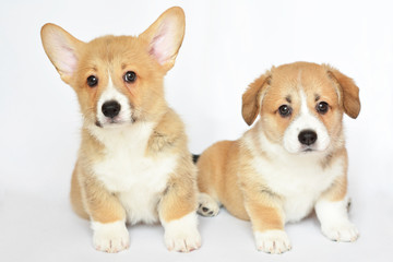 welsh corgi szczeniaki © Zuz