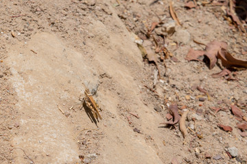 Locust on the sea