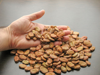 Close up of  broad beans (Vicia faba) in hand with brown wooden background