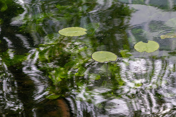 Seerosenblätter treibt an der Wasseroberfläche mit Unterwasserblättern im Hintergrund