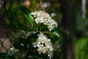 beautiful small white flowers of black chokeberry on a branch