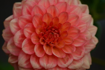 red dahlia flower