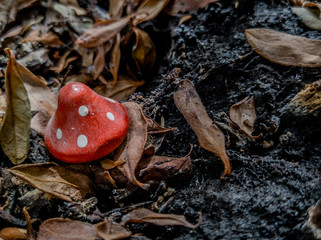 red mushroom in the ground