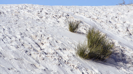 white sand landscape with green bushes