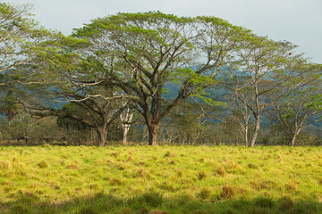 Big trees at a pasture near Santa Elena in Costa Rica