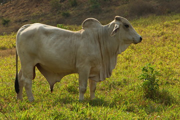 Brahman cattle in Costa Rica