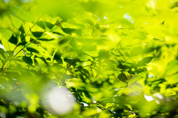 Abstract, nature Green leaf background and beautiful wallpaper.