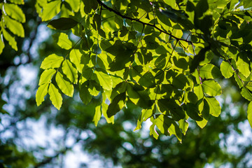Abstract, nature Green leaf background and beautiful wallpaper.