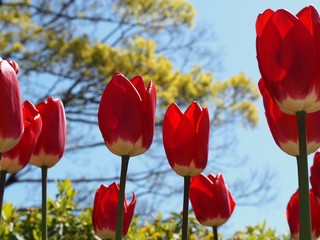 ローアングルで撮影した赤いチューリップの花と青空