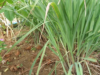 lemon grass used to make tea