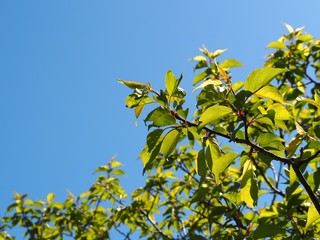 青空と梅の木の新芽