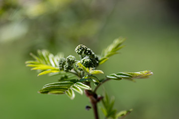 Not dismissed inflorescences of a mountain ash ordinary with young gently green leaflets in spring sunny day. Soft focus. Ready photo background. Macro.