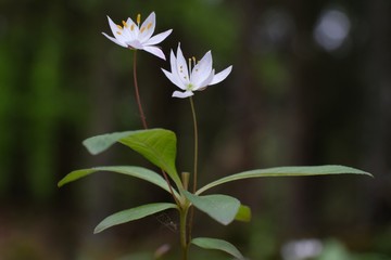 Siódmaczek leśny Trientalis europaea - mały, biały wiosenny kwiatek