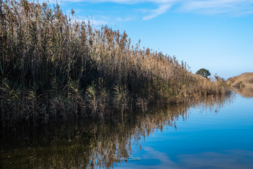 Reflet Albufera (Valencia)
