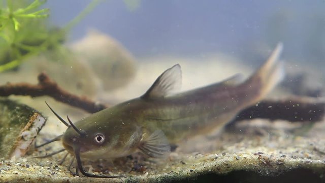 Channel catfish, Ictalurus punctatus, dangerous invasive freshwater predator in European biotope fish aquarium on sand bottom, biotic video footage