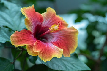 red hibiscus flower