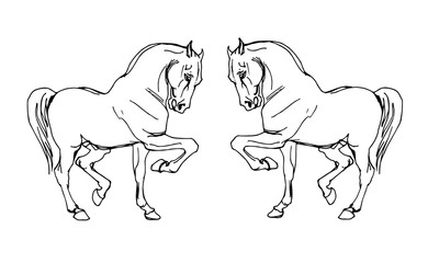 vector isolated image of two prancing white heavy horses on white background 