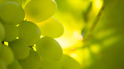 Close-up Image of Ripe Bunche of the White Wine Grapes on Vine