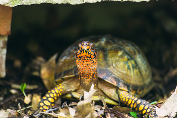 Naklejka premium Box turtle in the woods 