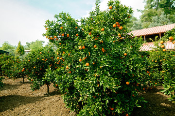 Fototapeta na wymiar beautiful orange tree with bright green leaves and lots of ripe fruits in the garden