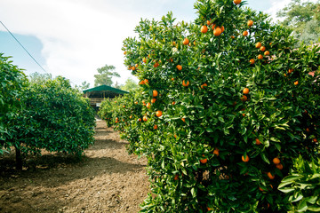Fototapeta na wymiar Orange trees bloomed in a garden full of ripe fruit, thick foliage. The concept of agriculture
