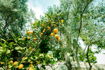 lemon tree with ripe fruits in the middle of the garden