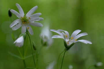 Gwiazdnica Stellaria - biały leśny kwiatek