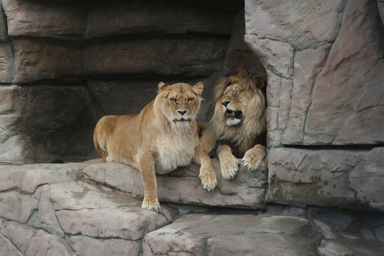 Photo of Lions at rest. Couple. love