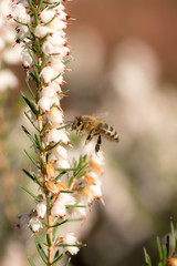 Bee flying on white flowers