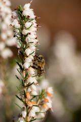 Bee on white flowers in sunshine