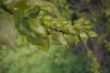 Spring branch with leaves. Green leaf on the tree. Spring nature in the park