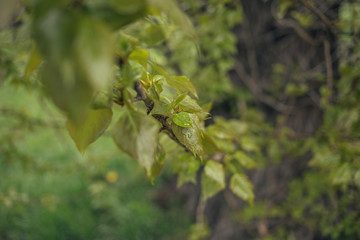 Spring branch with leaves. Green leaf on the tree. Spring nature in the park