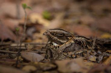 Large-tailed Nightjar ( Caprimulgus macrurus) Sleeping on the ground