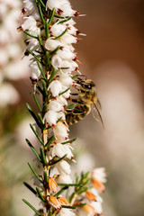 Bee macro in front of brown and white background