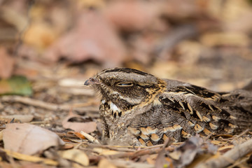 Large-tailed Nightjar ( Caprimulgus macrurus) Sleeping on the ground