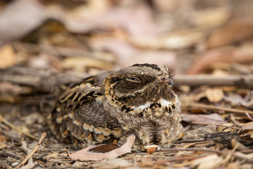 Large-tailed Nightjar ( Caprimulgus macrurus) .Sleeping on the ground