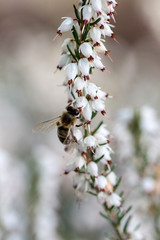 Bee on white winter heath with white bokeh