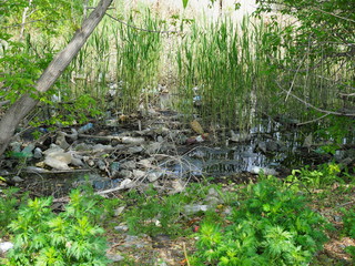 Plastic bottle waste in the forest. Plastic pollution concept