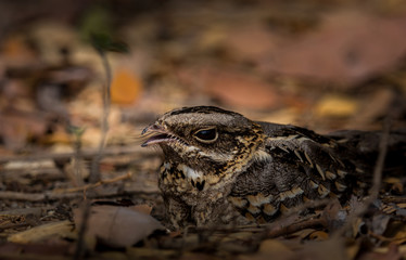 Large-tailed Nightjar ( Caprimulgus macrurus) .Sleeping on the ground
