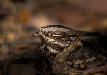 Large-tailed Nightjar ( Caprimulgus macrurus) .Sleeping on the ground