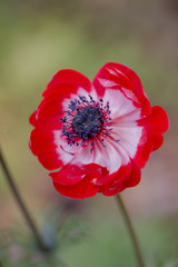 Red poppy portrait