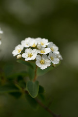 White little blossoms