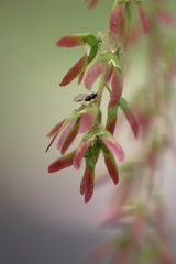 Tree seeds in brown tone