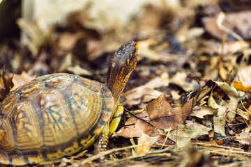 Naklejka premium Box turtle in the woods 