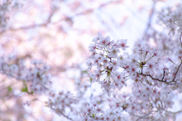 Cherry Blossom in spring with Soft focus, Sakura season in Japanese.