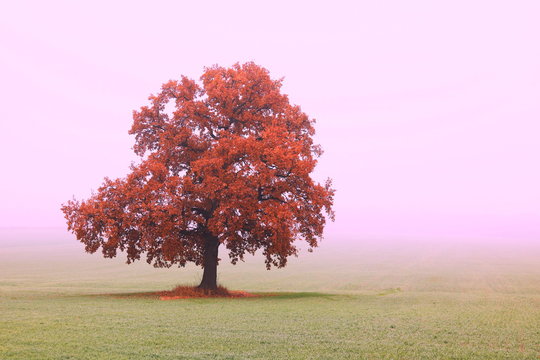 Beautiful abstract landscape with lone unusual tree amongst field in fall in fog
