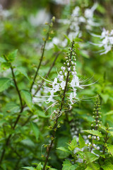 Java tea, Kidney Tea Plant, Cat's Whiskers, herb