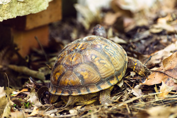 Box turtle in the woods	