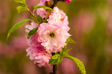 Background blooming beautiful pink cherries in raindrops on a sunny day in early spring close up, soft focus