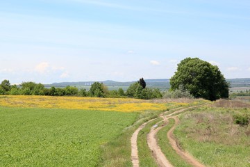 Rural landscape with road and yellow flowers on the meadow